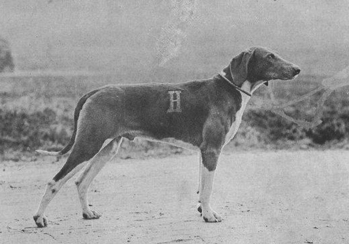 Omar, chien type de l'Equipage Olympe Hériot - Photo tirée du Sport universel illustré (1913) - Don à la Société de Vènerie